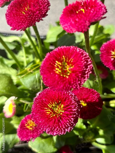 Close up of vibrant pink flowers with green leaves in sunlight