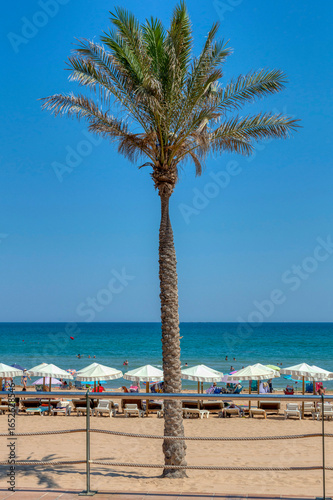 VIEW OF THE CENTRAL BEACH OF GUARDAMAR DEL SEGURA, ALICANTE, SPAIN WITH A PALM TREE ON THE FINE SAND OF THE BEACH