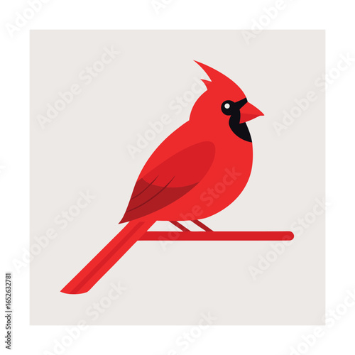 Red cardinal bird perched on a branch red bird male cardinal