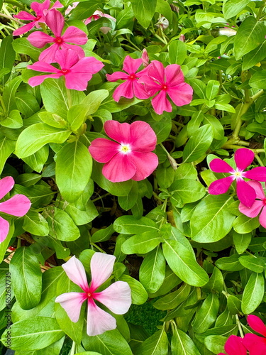 Top-down close-up of pink periwinkle (vinca) flowers among lush green leaves, creating a vibrant garden foliage background.
