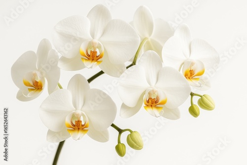Elegant Orchid Flowers in Full Bloom