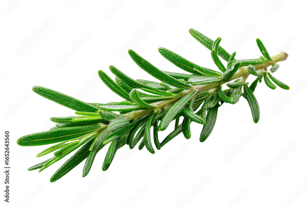 Fototapeta premium Fresh green rosemary herb sprig isolated on transparent background
