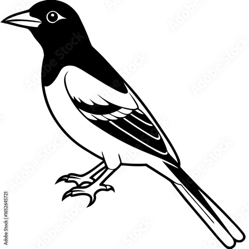 Oriole line art vector