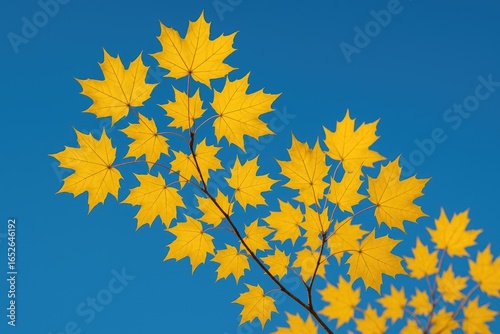 Autumn scene featuring a bright yellow maple branch
