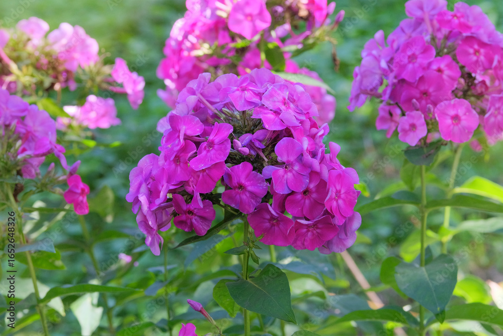 Fototapeta premium Brightly purple flowers. Phlox is grown as garden plants. Cottage garden. Floral decoration. Sunny day.