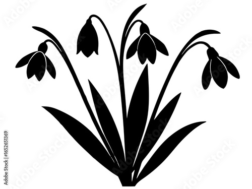 Snowdrop flowers silhouette vector, flower icon
