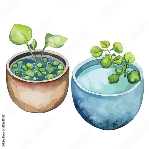 Two potted aquatic plants one with floating leaves in watercolor style