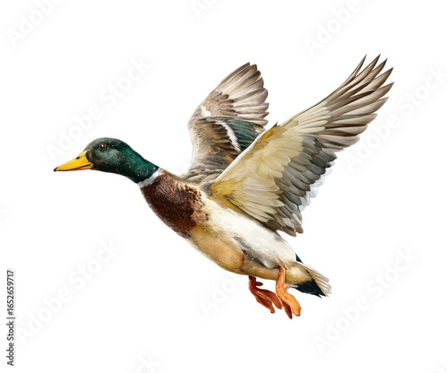 Mallard duck taking flight in nature wildlife, isolated on transparent background, png