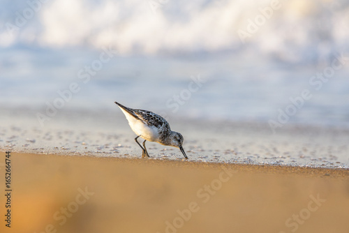 Sanderling 'Calidris alba' feeding on the shoreline at Odiel Marshes beach, Huelva, Spain
