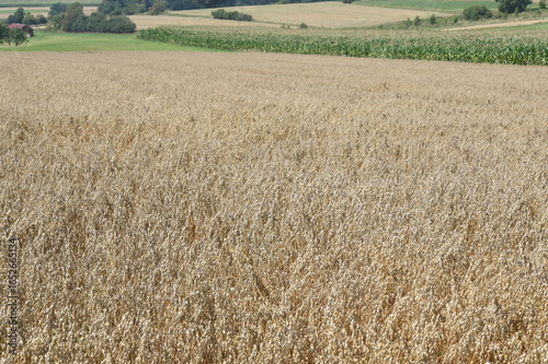 Haferfeld