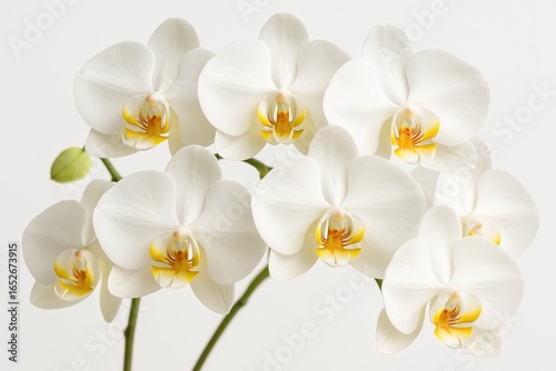 Beautiful orchid varieties native to tropical regions