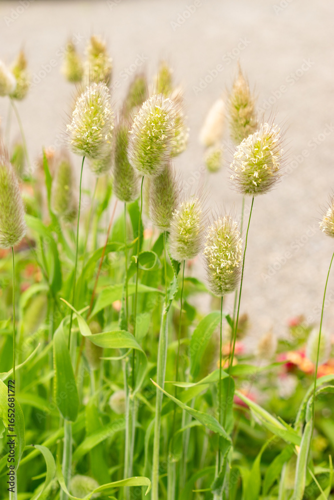 Hares tail or Lagurus Ovatus plant in Saint Gallen in Switzerland 30.7.2025 Hares tail or Lagurus Ovatus plant in Saint Gallen in Switzerland 30.7.2025