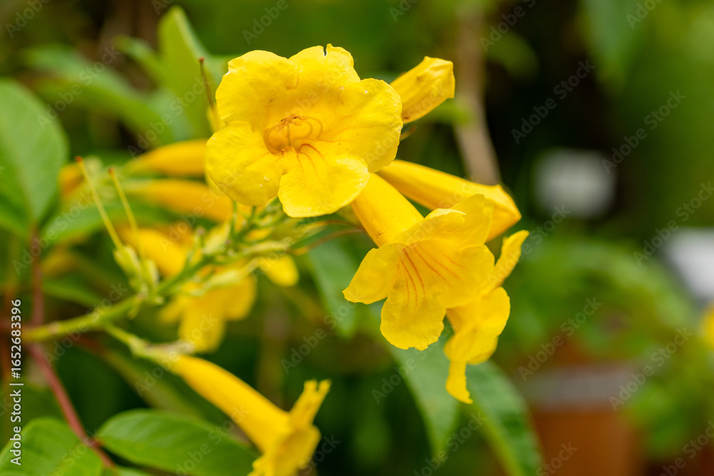 Obraz premium Yellow trumpet bush or Tecoma Stans plant in Saint Gallen in Switzerland 30.7.2025
