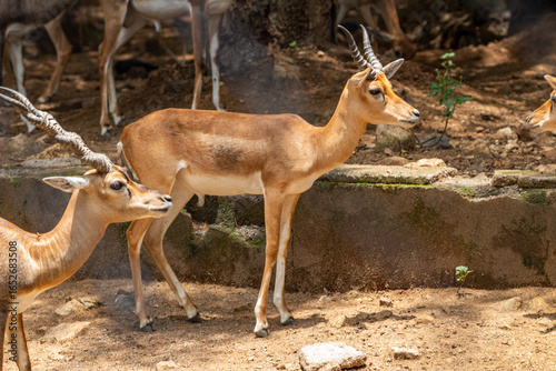 Photography Deers Picture clicked at Arignar Anna Zoological Park, Chennai, Tamil Nadu, Sout