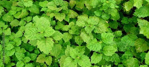 Canvastavla Patchouli plant (Pogostemon cablin Benth) is a tropical plant that produces essential oils (patchola oil)