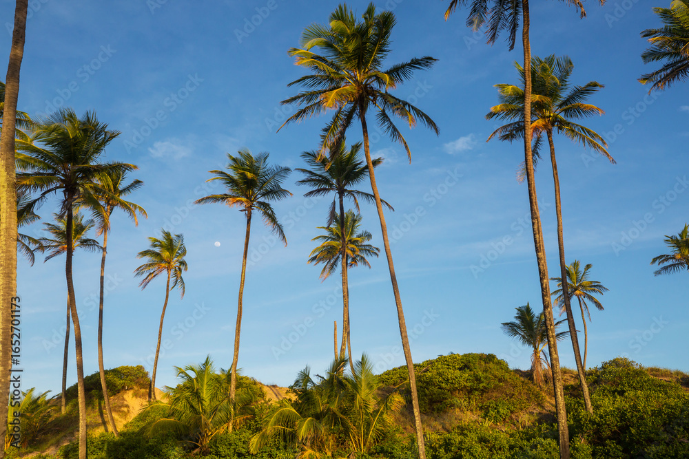 Obraz premium Palm plantation