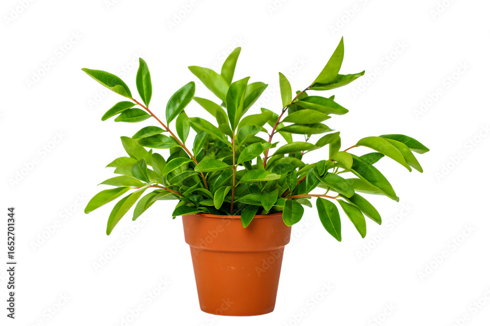Obraz premium Vibrant Green Plant in Terracotta Pot Isolated on Black