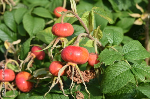 Kartoffelrose 