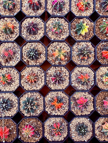 Top-down grid of small potted cacti in black octagonal pots with pebble soil, colorful succulents creating a neat geometric pattern for background or design.