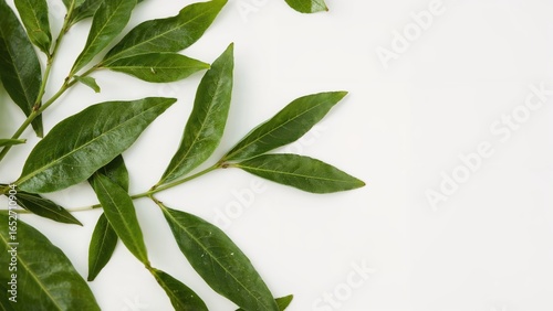 Isolated green tea foliage ...