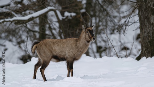This goat-antelope, the Jap...