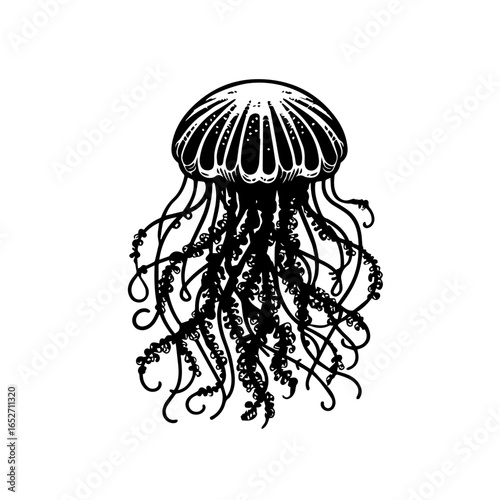 Detailed black and white drawing of a jellyfish isolated on white background