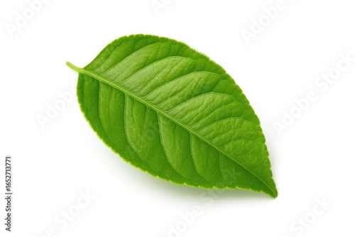 Single green citrus leaf on...