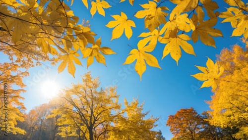 Golden leaf scenery during ...