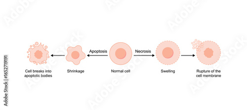 Apoptosis and necrosis of normal cell. cell death labeled outline diagram. Vector illustration.