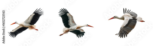 Graceful storks in flight over open sky wildlife serene nature PNG set, cut out, isolated on transparent background