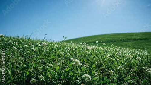 Scenic view of a meadow abu...