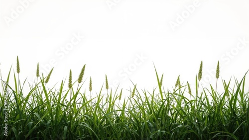 Lone outline of plants and ...
