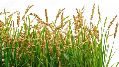 Rice farming depicted on a ...