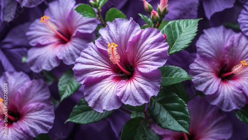 Stunning purple hibiscus bl...