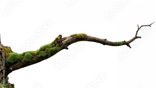 Lush moss growing on decaye...
