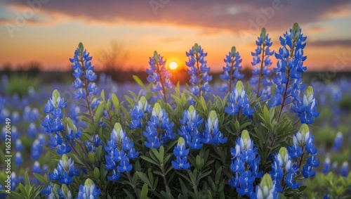Springtime Sunset Over a Fi...