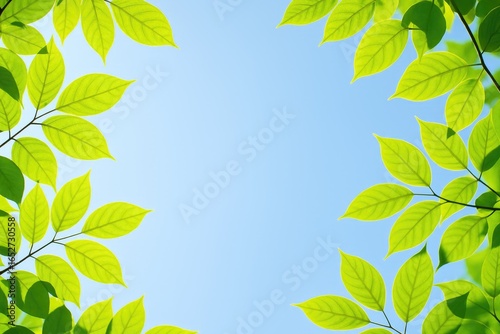 The transformation of leaf ...