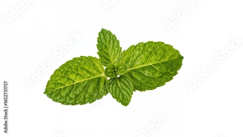 Isolated Fresh Spearmint Le...