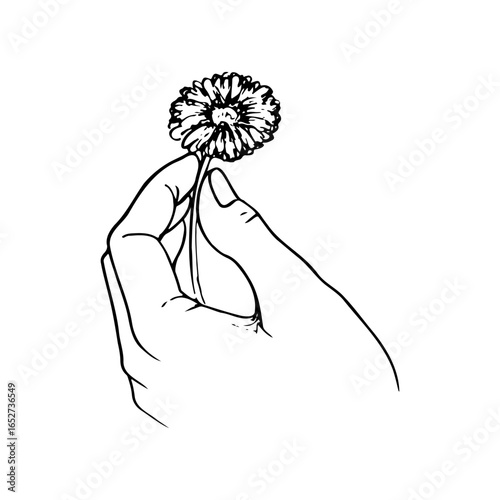 human hand close up with daisy between fingers - hand drawn doodle sketch