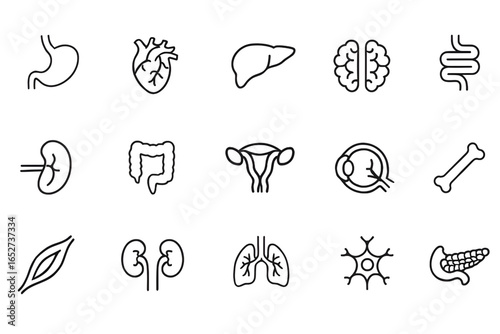 Human anatomy line icon set – brain, stomach, lungs, liver, intestine, kidney, uterus, bone, tooth, neuron