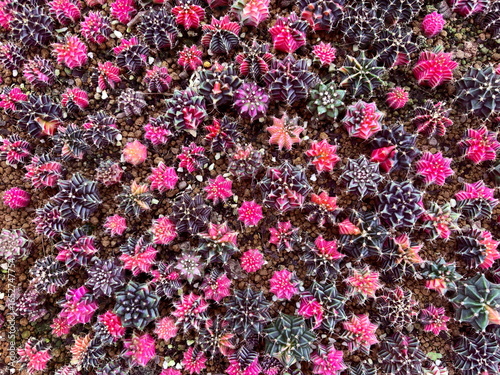 Top-down view of colorful variegated cactus seedlings crowded on gritty soil, creating a dense geometric pattern for botanical backgrounds.