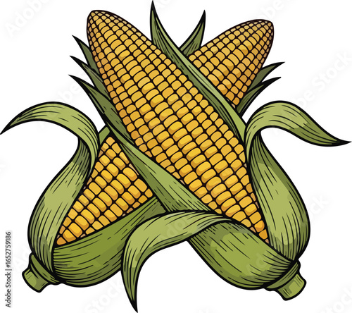Vector art of two ears of ripe yellow corn with green husks and leaves, isolated on a white background, perfect for illustrating agriculture, harvest, and healthy food