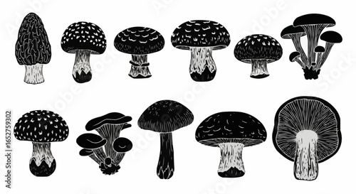Mushroom Species Silhouette Set on White Background – Edible, Wild, Poisonous, Toadstool, Fantasy, and Forest Fungi Vector Silhouettes Collection Isolated