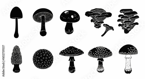 Mushroom Species Silhouette Set on White Background – Edible, Wild, Poisonous, Toadstool, Fantasy, and Forest Fungi Vector Silhouettes Collection Isolated