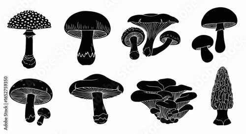 Mushroom Species Silhouette Set on White Background – Edible, Wild, Poisonous, Toadstool, Fantasy, and Forest Fungi Vector Silhouettes Collection Isolated