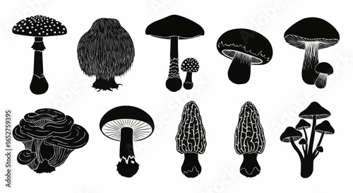 Mushroom Species Silhouette Set on White Background – Edible, Wild, Poisonous, Toadstool, Fantasy, and Forest Fungi Vector Silhouettes Collection Isolated