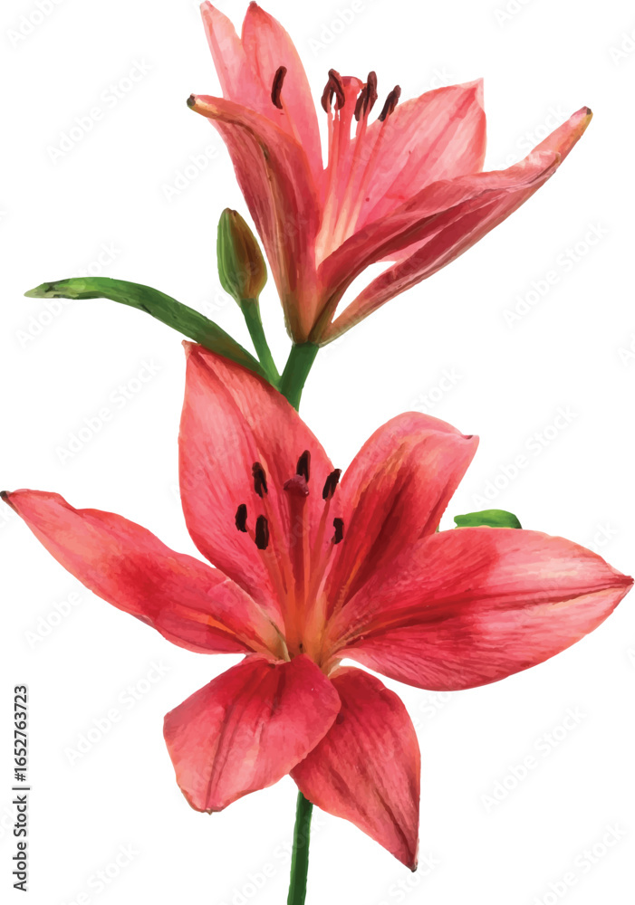 Fototapeta premium Lily Flower
