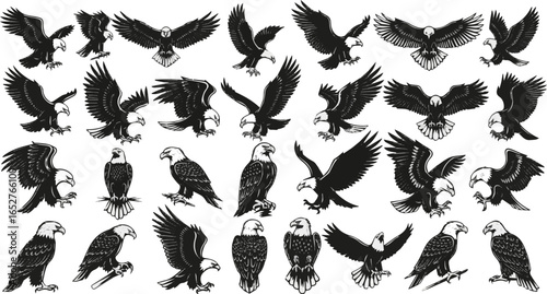 Isolated a kinds of deferent Eagle Vector Illustration Set, Black and White Silhouettes. Collection of 30 Different Eagle Poses, Perfect for Logos, Designs, and More.vector art with white background.