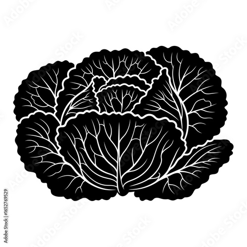 elegant transparent cabbage illustration isolated vector for design projects