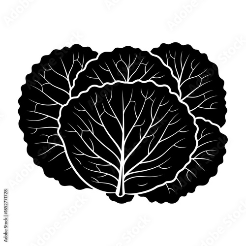 transparent background cabbage leaves isolated vector illustration for design